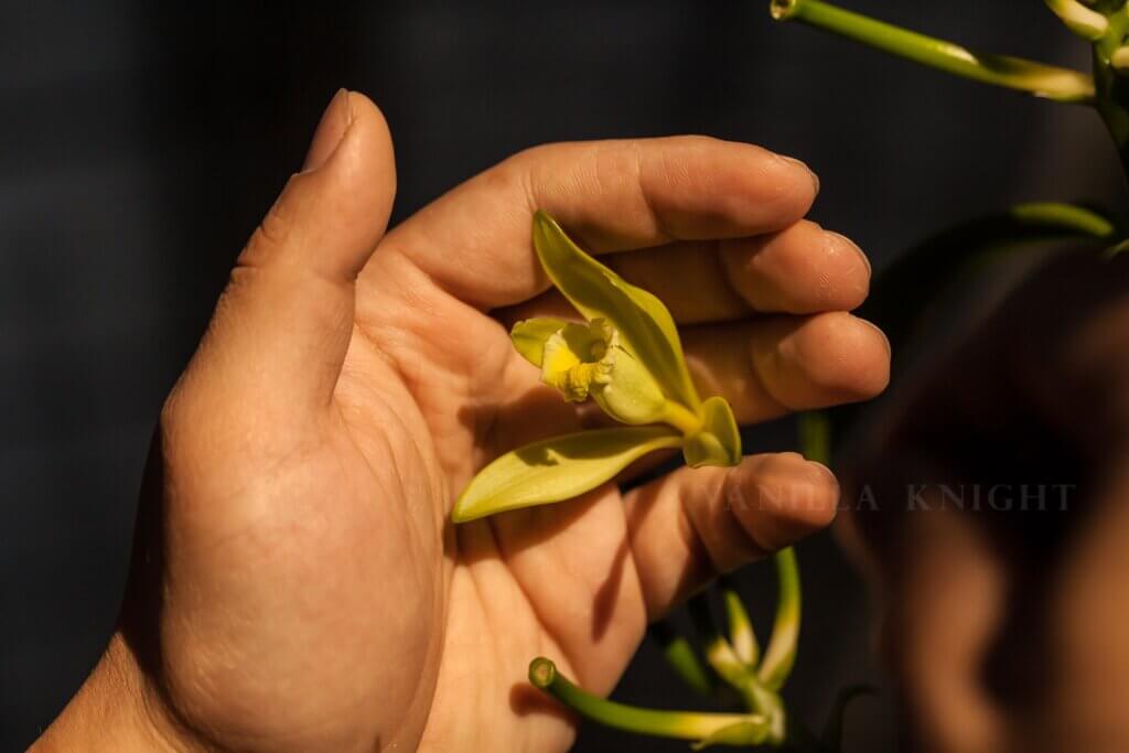 香莢蘭花朵授粉