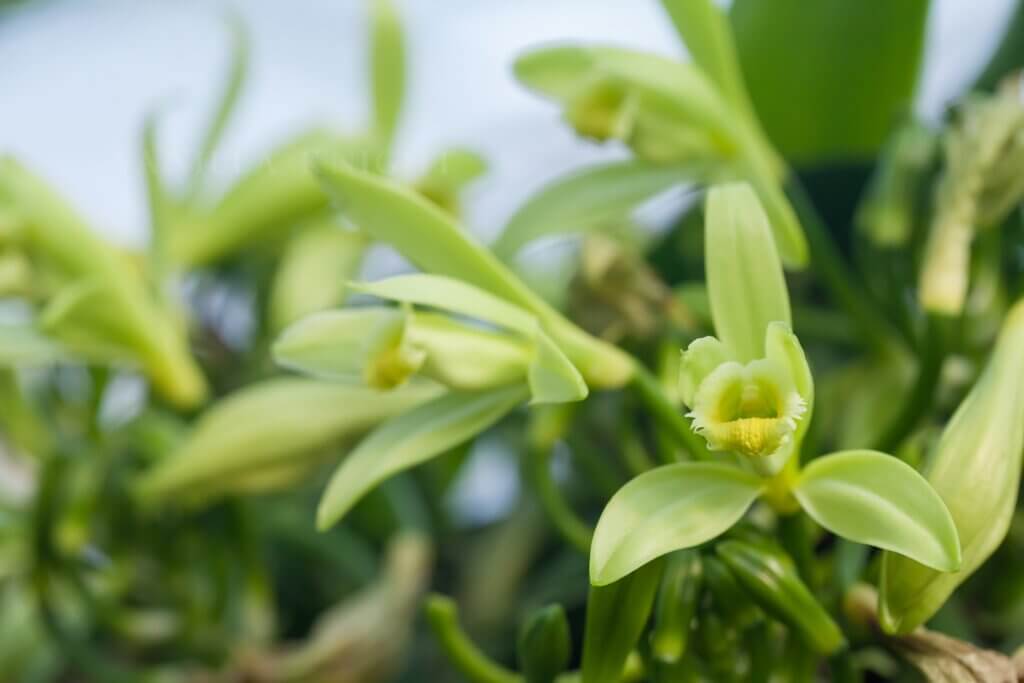 香莢蘭花朵授粉